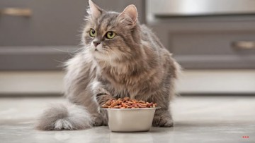 تصویر شاخص غذای خشک گربه